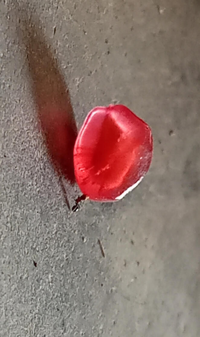 Ant holding anar seed