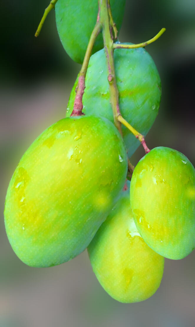 Mango Mangoes Fruit