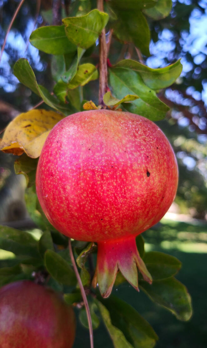 pomegranate