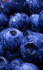 Borovnica Blueberry