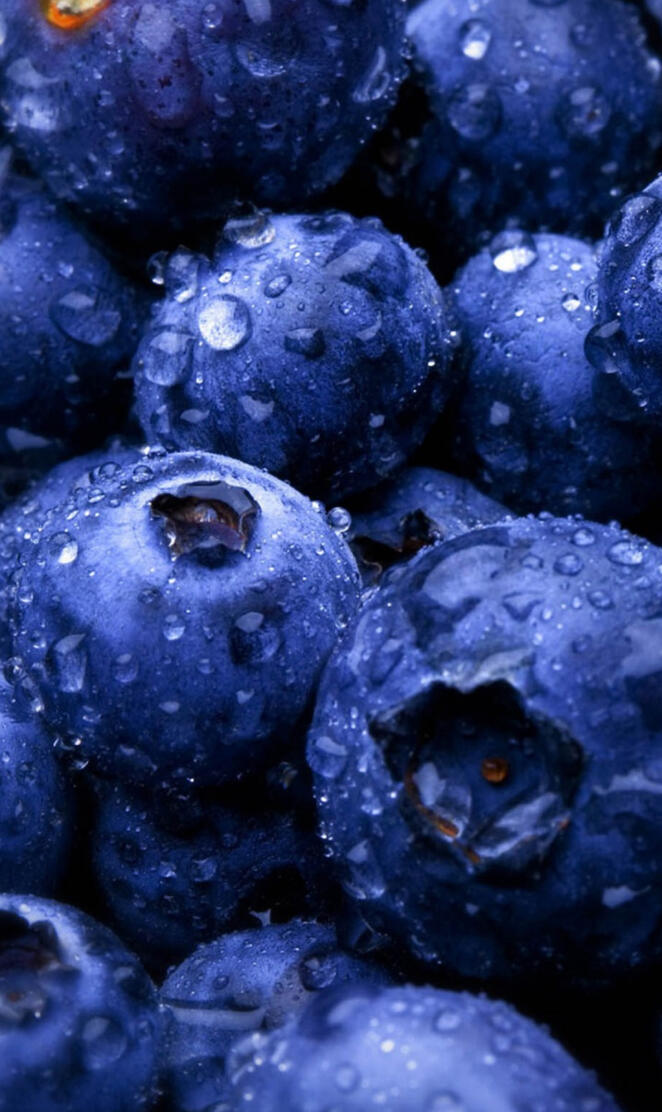 Borovnica Blueberry