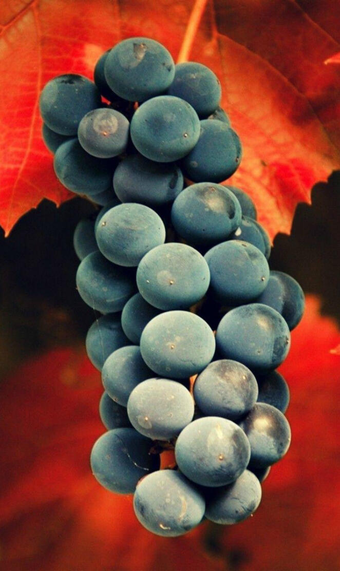 Grapes