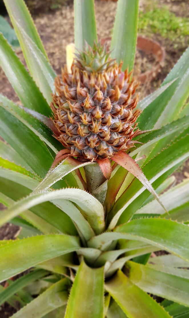 Pineapple