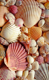 Shells