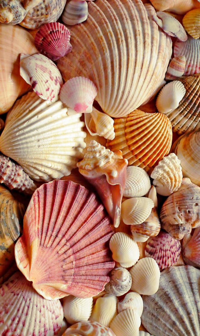 Shells