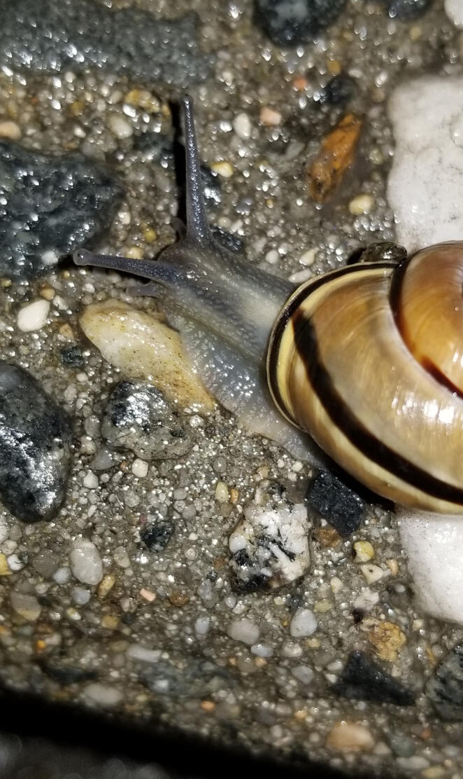 Snail