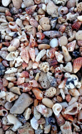 Sea shells