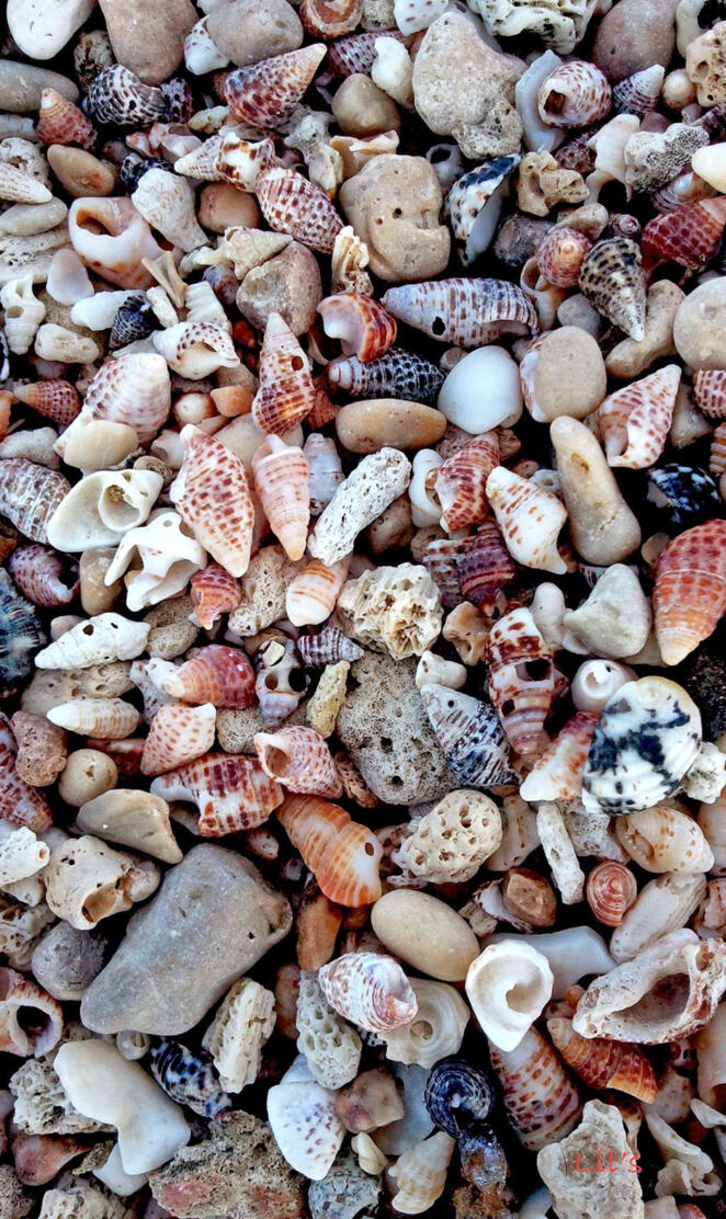 Sea shells