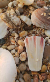 Sea Shells