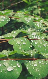 Dewy Leaves