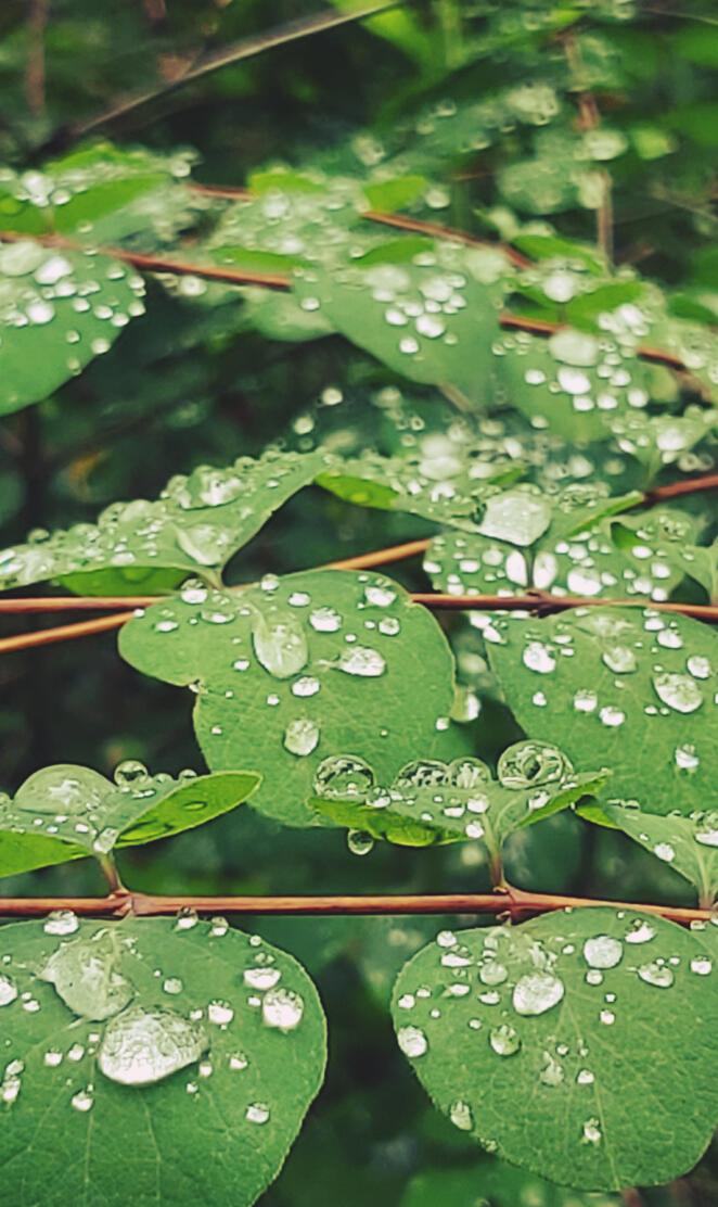 Dewy Leaves