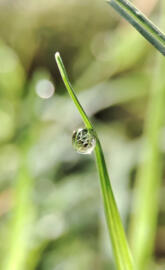 Droplet