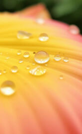 "Nature's Gems: Raindrops on a Petal"