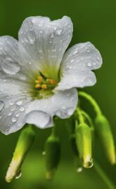 rain-soaked flowers