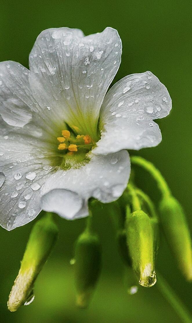 rain-soaked flowers