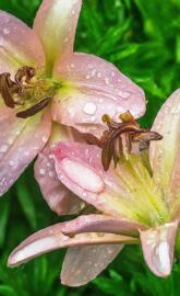 rain-soaked flowers