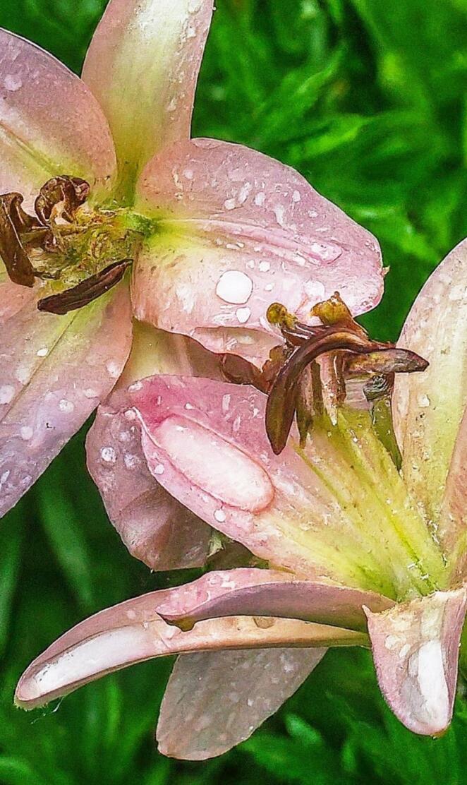 rain-soaked flowers