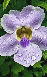 rain-soaked flowers
