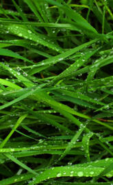 Wet Grass