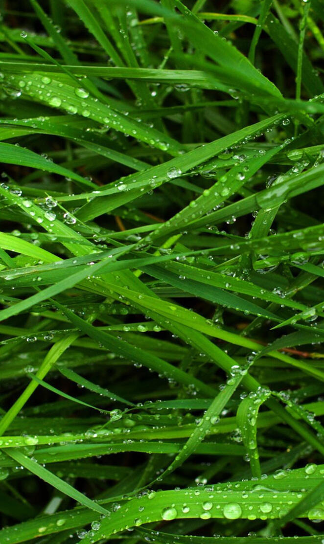 Wet Grass