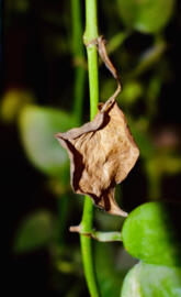 Dry Leaf