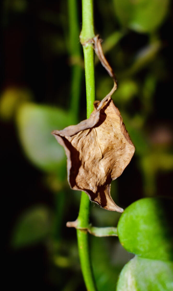 Dry Leaf