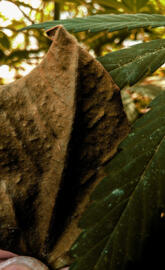 Dry leaf