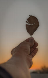 Dry Leave