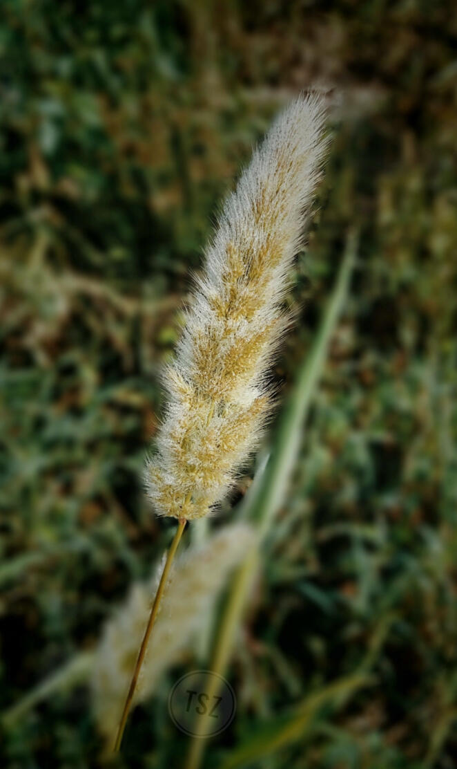 spike
