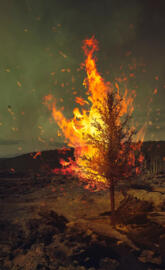 Burning tree