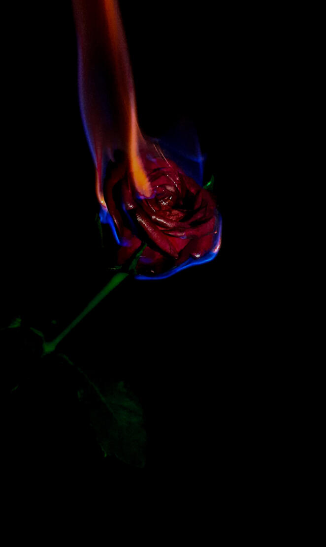 Burning rose