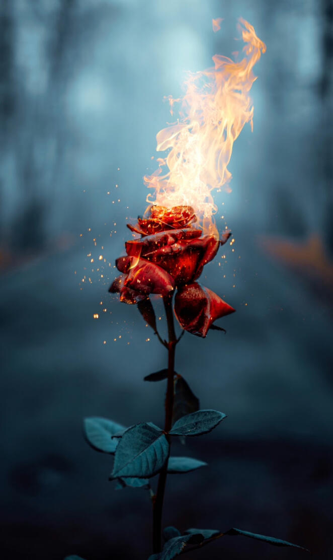 Burning rose