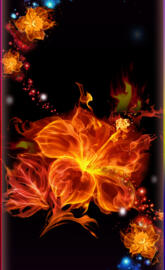 Flaming hibiscus