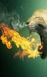Flaming Cat