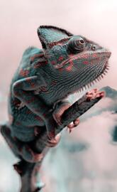 Veiled chameleon