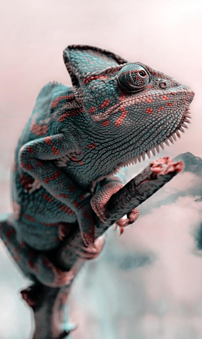 Veiled chameleon