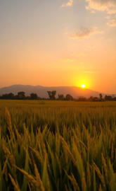 Golden Wheat Field at Sunrise with Foggy Mist
