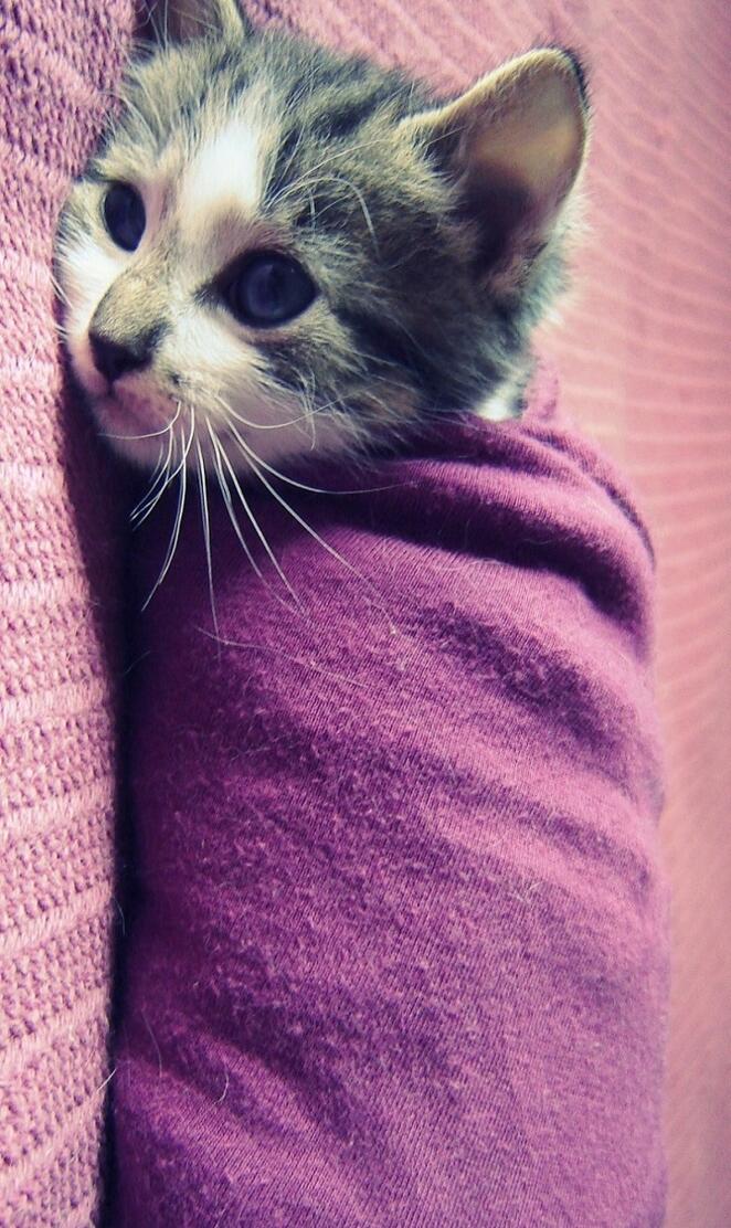 Swaddled Kitten