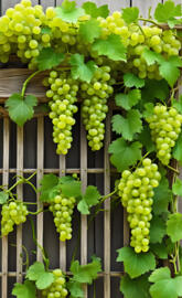 grapes