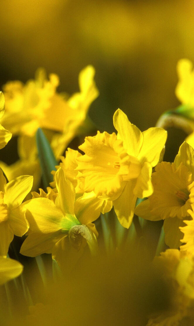 Daffodils