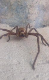 Spider