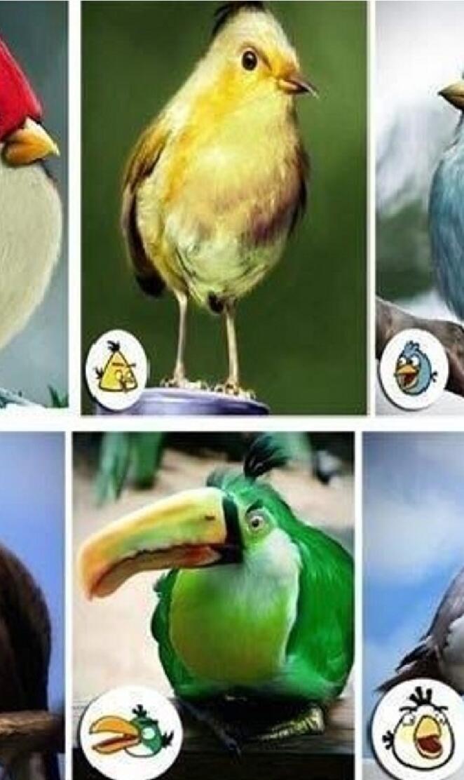 Angry Birds