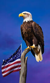 American Eagle