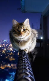Cat On The Balcony