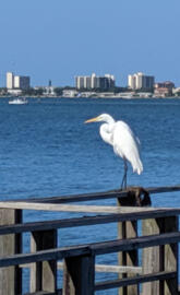 Egret on Edgewater