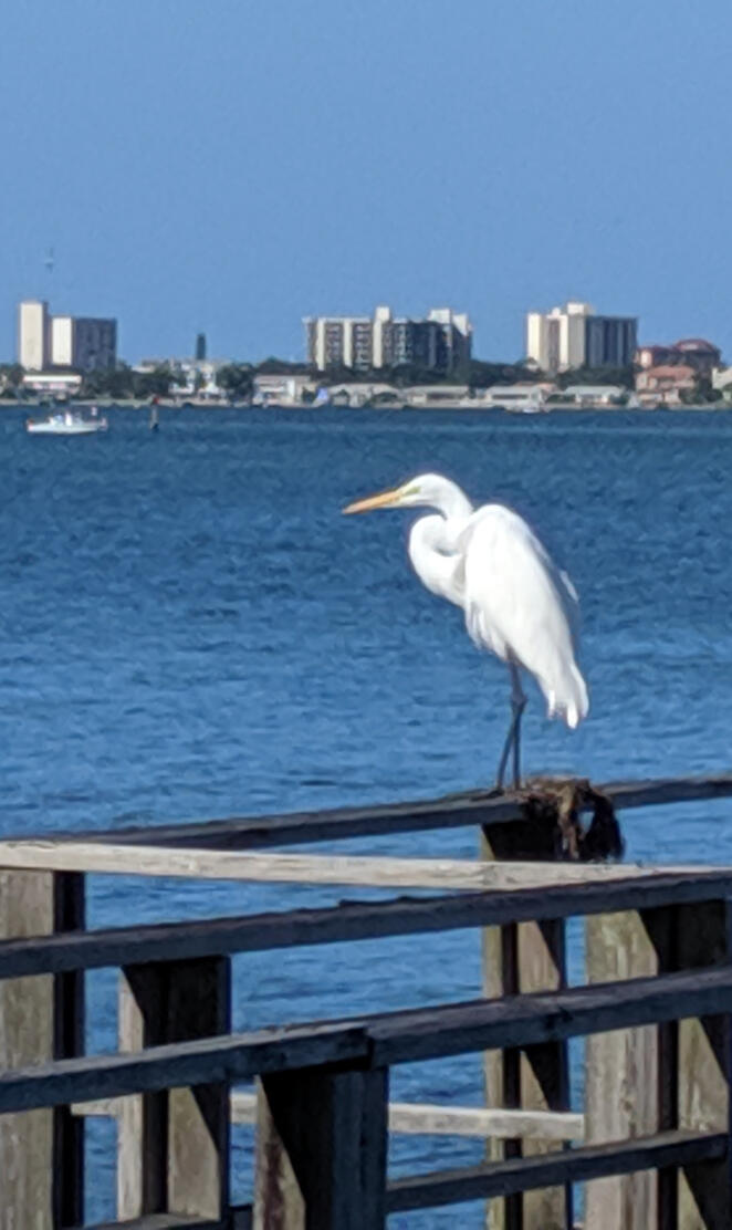 Egret on Edgewater