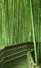 Bamboo
