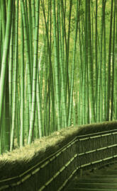 Bamboo