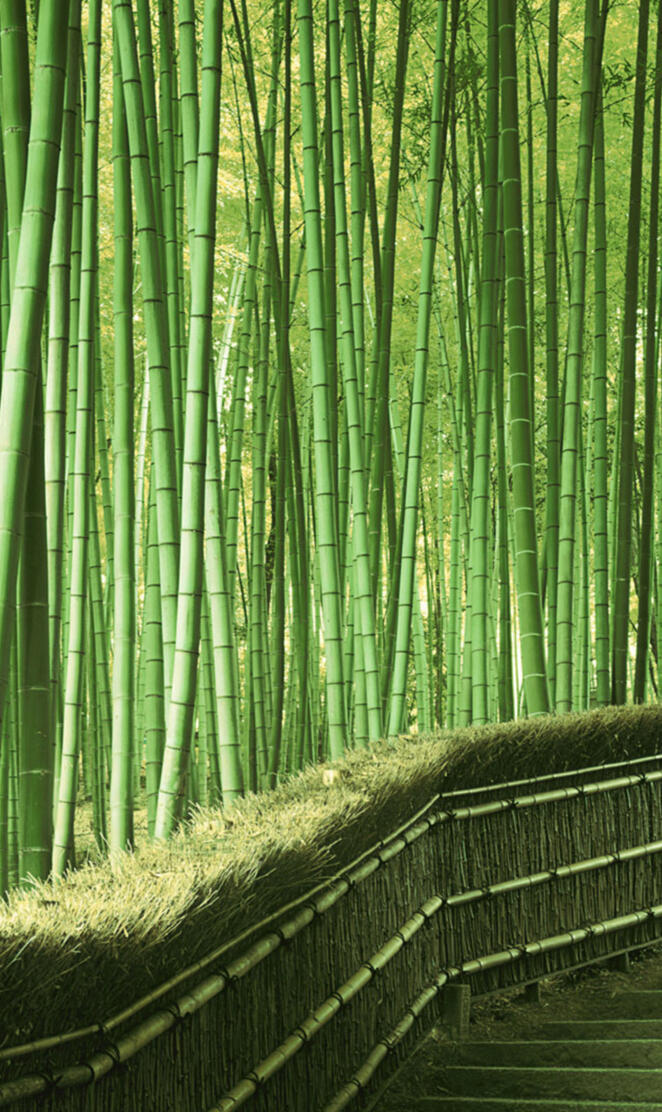 Bamboo