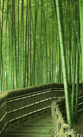 Bamboo